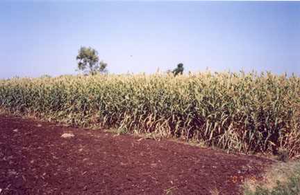 MADHURA sweet sorghum crop